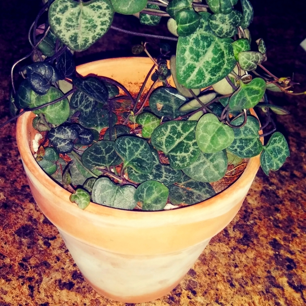 Assortment of Succulents